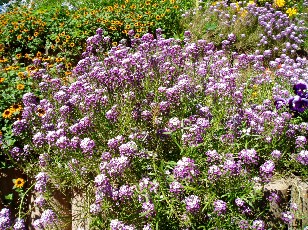 Jardin botanique au mois d'aot  Genve