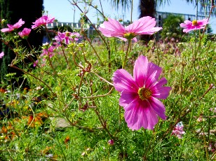 Jardin botanique au mois d'aot  Genve