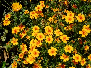 Jardin botanique au mois d'aot  Neuchtel