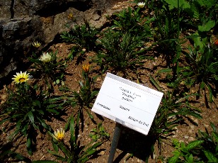 Jardin botanique au mois d'aot  Neuchtel