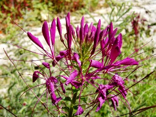 Jardin botanique au mois d'aot  Neuchtel