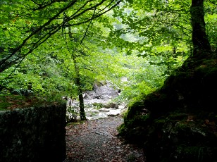 Les gorges de Jogne prs de Broc