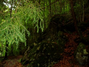 Les gorges de Jogne prs de Broc