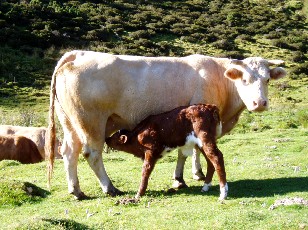 Monte au lac d'Ourrec