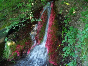 L'arrive de l'eau et sa mousse toute rouge...