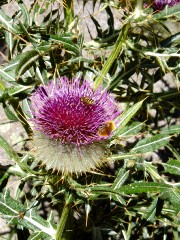 Magie et Beaut de la Nature au Pont d'Espagne !