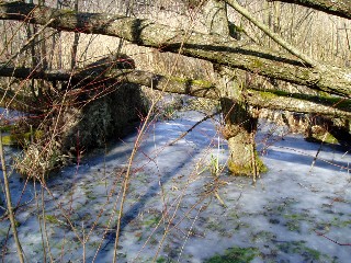 Grande cariaie, grves de Cheseaux, Champ-Pittet, Yverdon