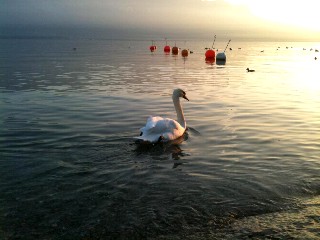 La beaut du cygne