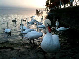 La beaut du cygne