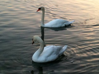 La beaut du cygne